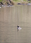 Horned Grebe